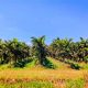 Guide to Palm Tree Farming Success: Tips &amp; Tricks | The Conscious Farmer | Sustainable Agriculture for a Healthier Planet