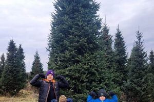 Visit Petersen Tree Farm Today! Your Local Tree Source | The Conscious Farmer | Sustainable Agriculture for a Healthier Planet