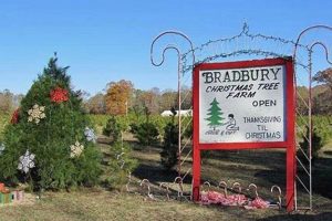 Your Guide to Bradbury Tree Farm Arkansas: Trees & More | The Conscious Farmer | Sustainable Agriculture for a Healthier Planet
