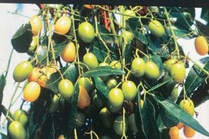 Find Neem Tree Farms Brandon FL Address: Your Local Source | The Conscious Farmer | Sustainable Agriculture for a Healthier Planet