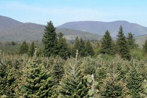 Find Your Perfect Tree: Christmas Tree Farm Raleigh NC Near You | The Conscious Farmer | Sustainable Agriculture for a Healthier Planet