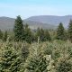 Find Your Perfect Tree: Christmas Tree Farm Raleigh NC Near You | The Conscious Farmer | Sustainable Agriculture for a Healthier Planet