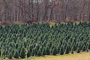 Jarrettsville Tree Farm: Your Local Christmas Tree Source | The Conscious Farmer | Sustainable Agriculture for a Healthier Planet