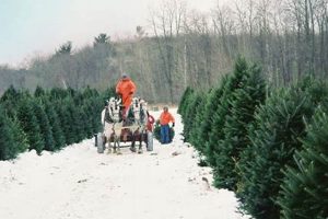 Find Your Tree at Whispering Pines Christmas Tree Farm Today! | The Conscious Farmer | Sustainable Agriculture for a Healthier Planet