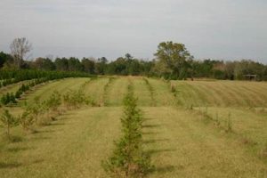 Grow Your Legacy: Tree Farms in Louisiana Guide | The Conscious Farmer | Sustainable Agriculture for a Healthier Planet