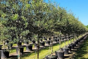 Grow Your Dreams: Sun City Tree Farm's Best Trees | The Conscious Farmer | Sustainable Agriculture for a Healthier Planet
