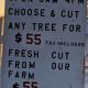Grow Your Dzen: Dzen Tree Farm Tips & Benefits | The Conscious Farmer | Sustainable Agriculture for a Healthier Planet