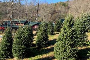 Find Your Perfect Christmas Tree Farms in Greenville, SC! | The Conscious Farmer | Sustainable Agriculture for a Healthier Planet