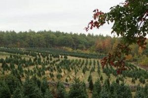 Conley Christmas Tree Farm: Your Holiday Tradition! | The Conscious Farmer | Sustainable Agriculture for a Healthier Planet