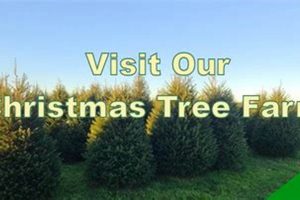 Get Your Perfect Tree at Exley's Christmas Tree Farm This Year! | The Conscious Farmer | Sustainable Agriculture for a Healthier Planet