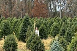 Visit Stimpson's Tree Farm: Your Local Holiday Tradition | The Conscious Farmer | Sustainable Agriculture for a Healthier Planet