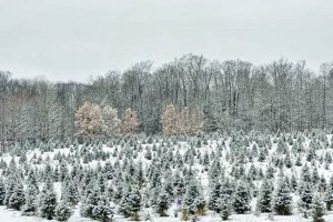 Almeters Tree Farm: Quality Trees, Local Roots | The Conscious Farmer | Sustainable Agriculture for a Healthier Planet