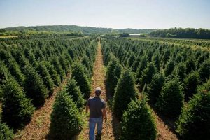 Find Christmas Tree Farms Around Me: [City/Region] Guide | The Conscious Farmer | Sustainable Agriculture for a Healthier Planet