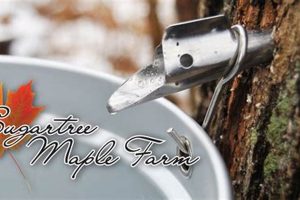 Your Local Sugar Tree Maple Farm Guide Near You! | The Conscious Farmer | Sustainable Agriculture for a Healthier Planet