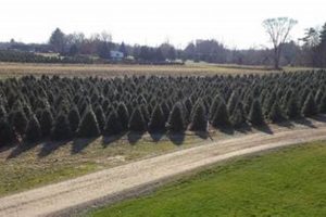 Visit Tall Timbers Tree Farm: Your Holiday Tradition Awaits! | The Conscious Farmer | Sustainable Agriculture for a Healthier Planet