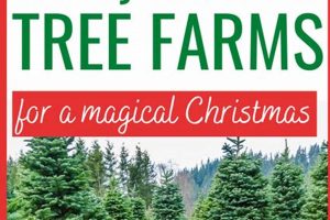 Find Your Perfect Smoky Mountain Christmas Tree Farm | The Conscious Farmer | Sustainable Agriculture for a Healthier Planet