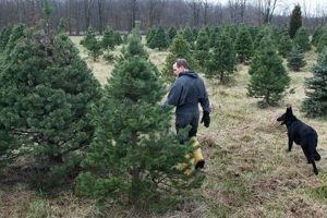 Visit Fred's Tree Farm: Your Local Christmas Tree Source | The Conscious Farmer | Sustainable Agriculture for a Healthier Planet