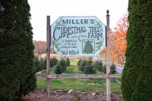Visit Miller's Christmas Tree Farm: Fresh Trees & Holiday Fun! | The Conscious Farmer | Sustainable Agriculture for a Healthier Planet
