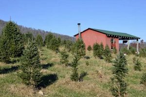 Find Your Perfect Christmas Tree: Farms in Floyd, VA | The Conscious Farmer | Sustainable Agriculture for a Healthier Planet
