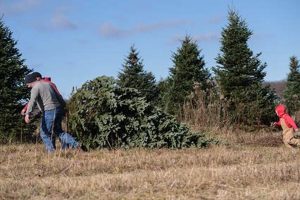 Visit Walsh Tree Farm: Your Perfect Christmas Tree! | The Conscious Farmer | Sustainable Agriculture for a Healthier Planet