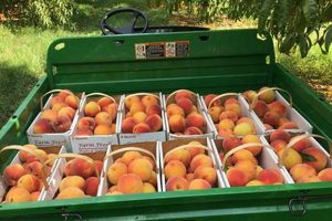 Growing Peach Tree Farms: Orchard & Harvest Guide | The Conscious Farmer | Sustainable Agriculture for a Healthier Planet