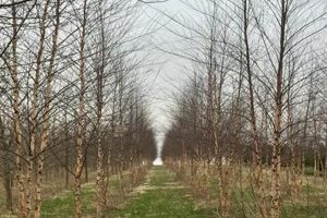 Discover Paul Tree Farms: [Your State] Tree Farm Paradise | The Conscious Farmer | Sustainable Agriculture for a Healthier Planet
