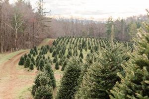C and J Christmas Tree Farm: Your Family's Perfect Tree! | The Conscious Farmer | Sustainable Agriculture for a Healthier Planet