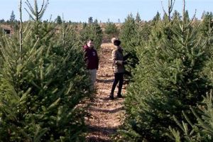 Dzen Christmas Tree Farm: Your Holiday Tradition Starts Here! | The Conscious Farmer | Sustainable Agriculture for a Healthier Planet