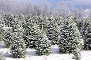 Find Your Perfect Farmer Brown's Christmas Trees This Year! | The Conscious Farmer | Sustainable Agriculture for a Healthier Planet