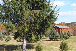 Find Your Tree: Middleburg Christmas Tree Farm Guide | The Conscious Farmer | Sustainable Agriculture for a Healthier Planet