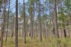 Find Tree Farms for Sale Near You: Your Timber Dream Awaits! | The Conscious Farmer | Sustainable Agriculture for a Healthier Planet
