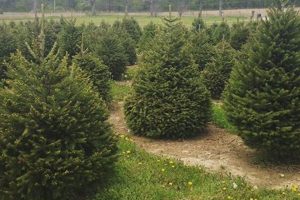 Visit River Run Tree Farm: Trees & More! | The Conscious Farmer | Sustainable Agriculture for a Healthier Planet