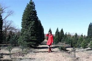 Visit Martinbird Tree Farm: Your Premier Tree Source | The Conscious Farmer | Sustainable Agriculture for a Healthier Planet