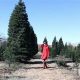 Visit Martinbird Tree Farm: Your Premier Tree Source | The Conscious Farmer | Sustainable Agriculture for a Healthier Planet