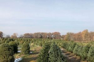Get Your Tree at Country Pines Christmas Tree Farm Today! | The Conscious Farmer | Sustainable Agriculture for a Healthier Planet