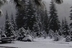 Snowy Peaks Tree Farm: Your Premier Christmas Tree Source! | The Conscious Farmer | Sustainable Agriculture for a Healthier Planet