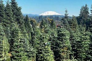 Find a Christmas Tree Farm in Vancouver, WA (Deals & More) | The Conscious Farmer | Sustainable Agriculture for a Healthier Planet