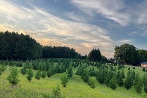 Find Your Merry Christmas Tree Farm Near You: [Location] | The Conscious Farmer | Sustainable Agriculture for a Healthier Planet
