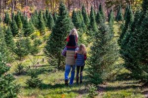 Find Christmas Tree Farm Jobs Now! [Seasonal Openings] | The Conscious Farmer | Sustainable Agriculture for a Healthier Planet