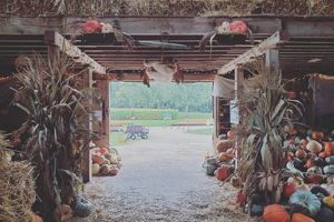 Visit Sugar Grove Tree Farm: Your Best Local Trees! | The Conscious Farmer | Sustainable Agriculture for a Healthier Planet