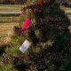 Your Guide to Rettig Tree Farm: Trees, Tips & More! | The Conscious Farmer | Sustainable Agriculture for a Healthier Planet