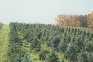 Ohio's Galehouse Tree Farm: Holiday Trees & More | The Conscious Farmer | Sustainable Agriculture for a Healthier Planet