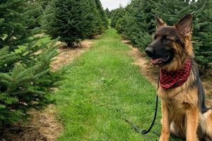 Find Dog Friendly Christmas Tree Farms Near You! | The Conscious Farmer | Sustainable Agriculture for a Healthier Planet