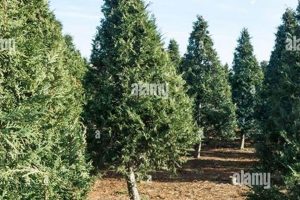 Visit a Tree Farm! Cut Your Own Christmas Tree Guide | The Conscious Farmer | Sustainable Agriculture for a Healthier Planet