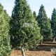 Visit a Tree Farm! Cut Your Own Christmas Tree Guide | The Conscious Farmer | Sustainable Agriculture for a Healthier Planet