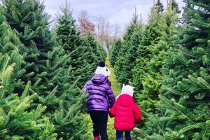 Visit Cut Your Own Christmas Tree Farms Near You! | The Conscious Farmer | Sustainable Agriculture for a Healthier Planet