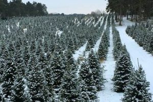 Visit Hansen Tree Farm MN: Fresh Trees & Holiday Joy | The Conscious Farmer | Sustainable Agriculture for a Healthier Planet