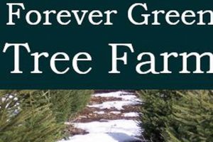 Forever Green Tree Farm: Your Eco-Friendly Trees | The Conscious Farmer | Sustainable Agriculture for a Healthier Planet