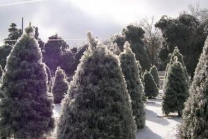 Pine Perfection: Your All Pine Christmas Tree Farm Guide | The Conscious Farmer | Sustainable Agriculture for a Healthier Planet