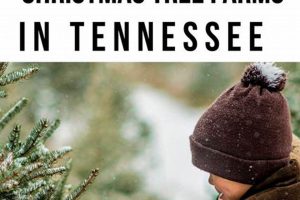 Visit the Best Christmas Tree Farms in Knoxville, TN! | The Conscious Farmer | Sustainable Agriculture for a Healthier Planet